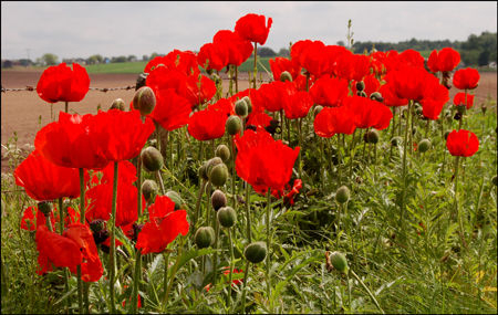Poppies